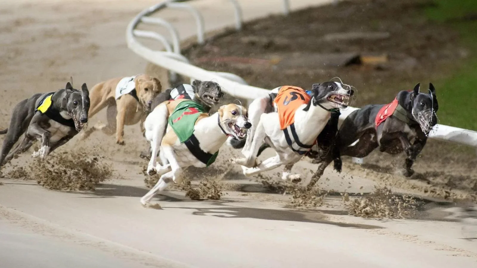 2024 Greyhound Racing Schedule: Greyhound Bet Options to Explore!